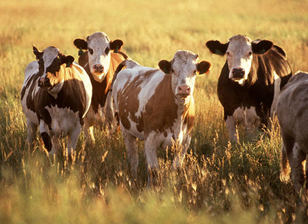 Herford Cows